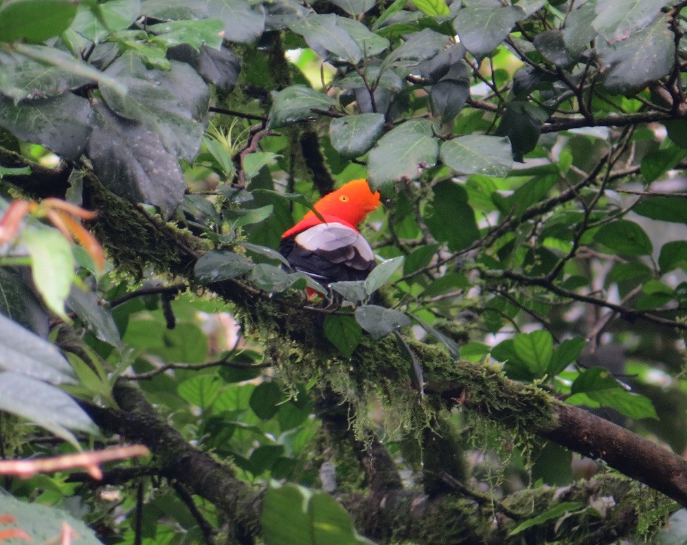 Andean Cock-of-the-rock - ML62660671