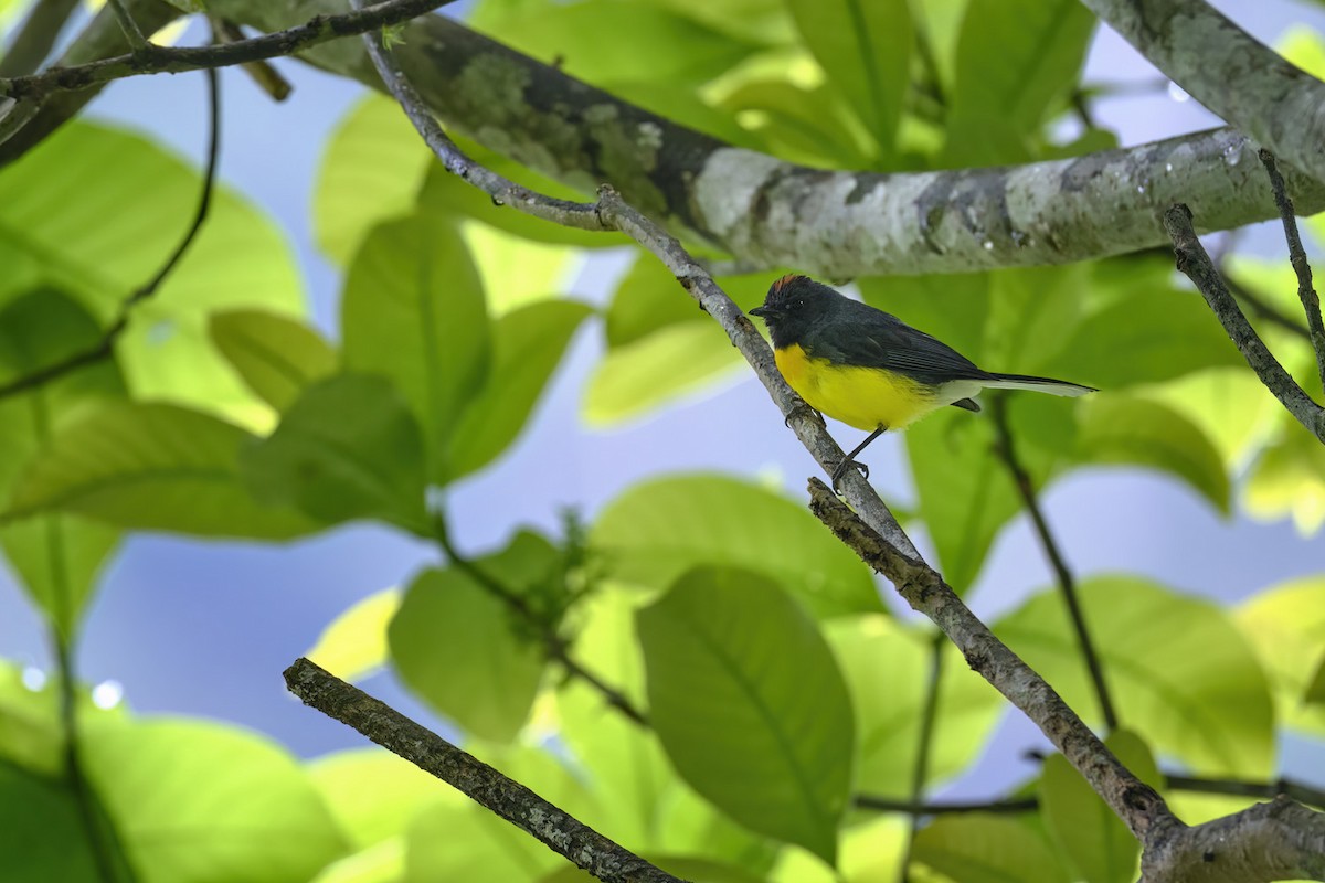 Slate-throated Redstart - ML626606727