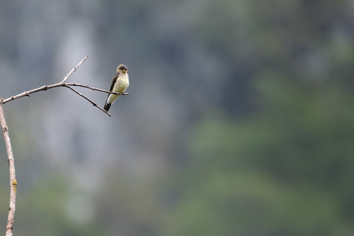 Southern Rough-winged Swallow - ML626606739