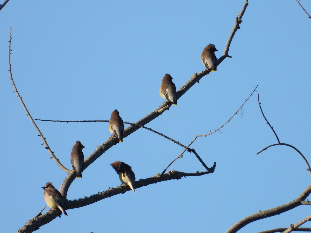 Cedar Waxwing - ML626606924