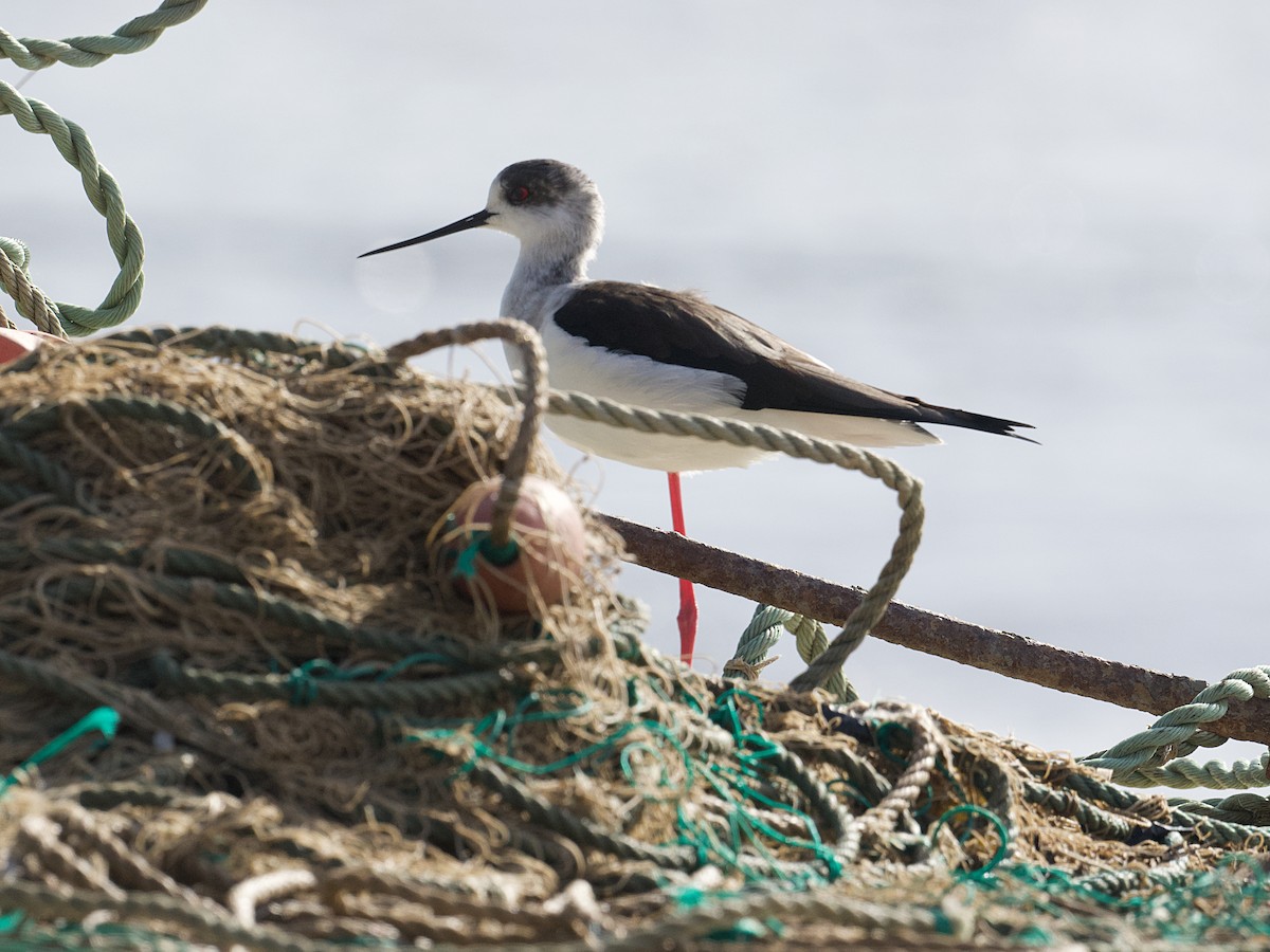 Black-winged Stilt - ML626607043