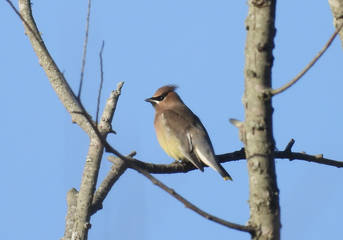 Cedar Waxwing - ML626607054