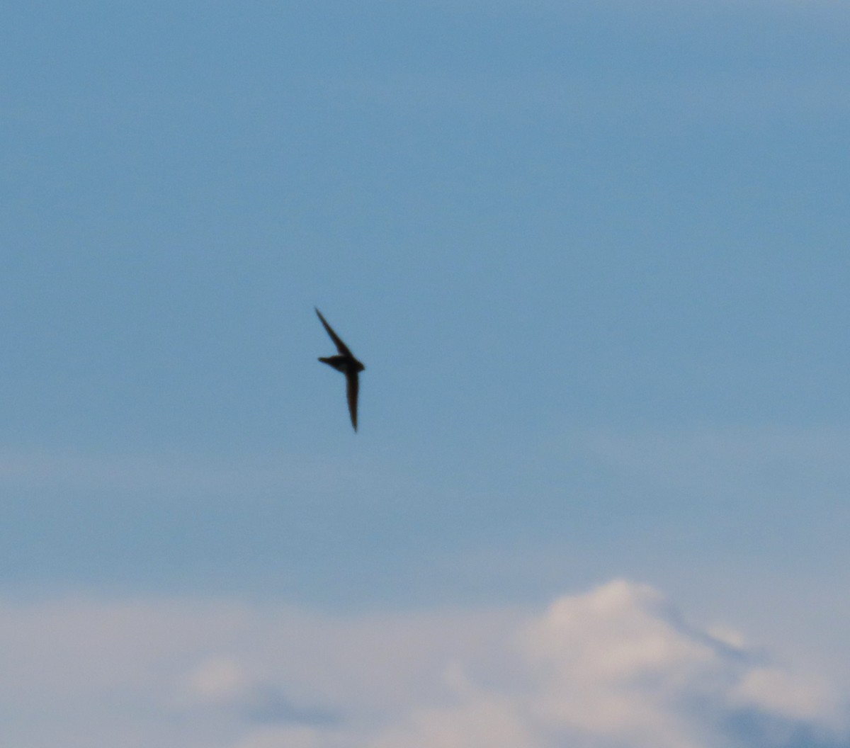 White-throated Swift - ML626607248