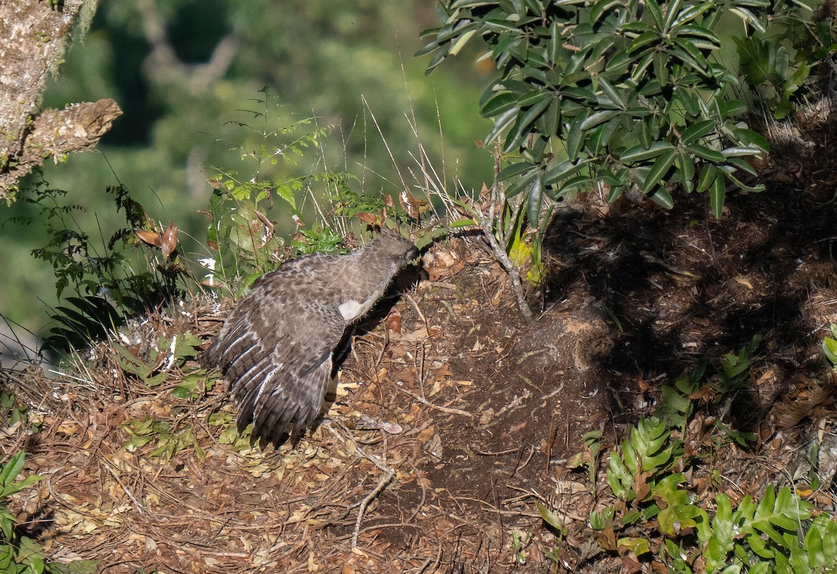 New Guinea Eagle - ML626607298