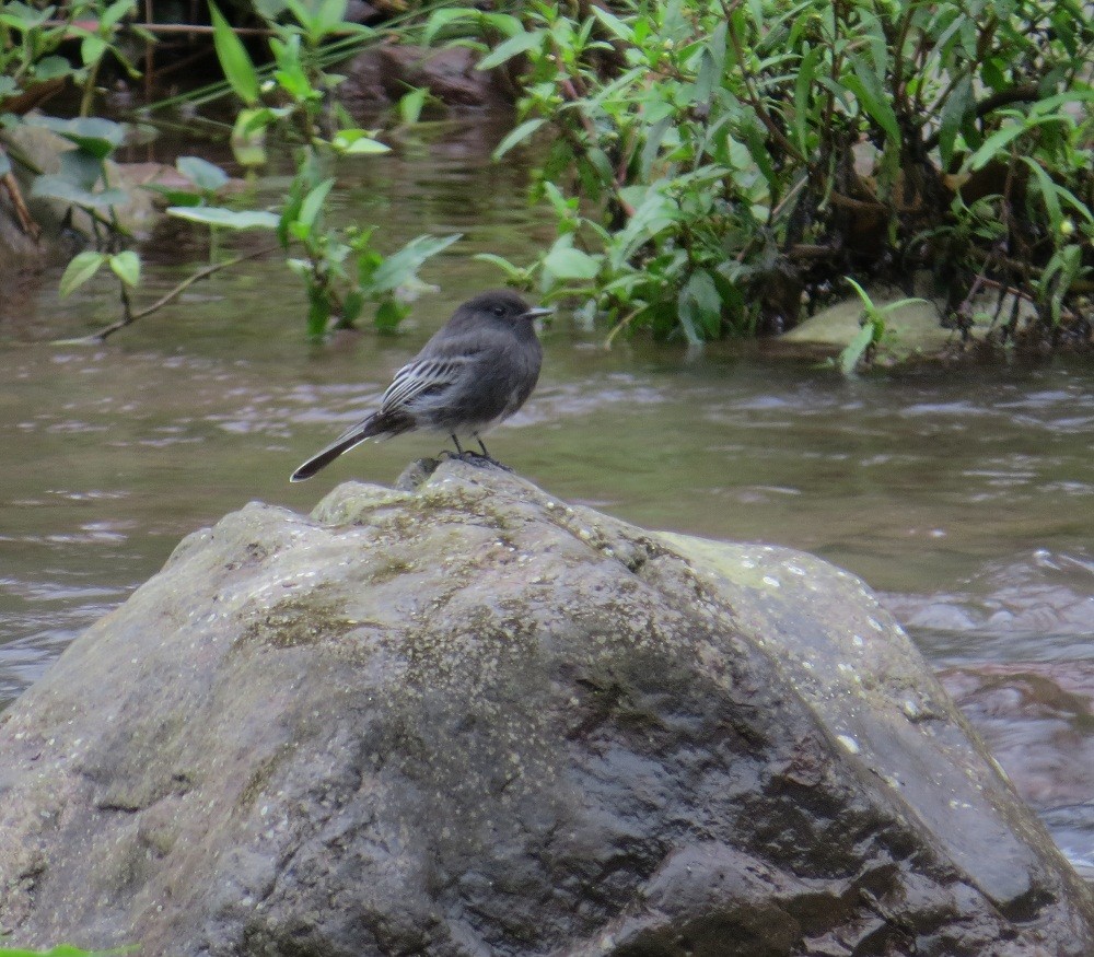 Black Phoebe - Nick Bayly (SELVA)
