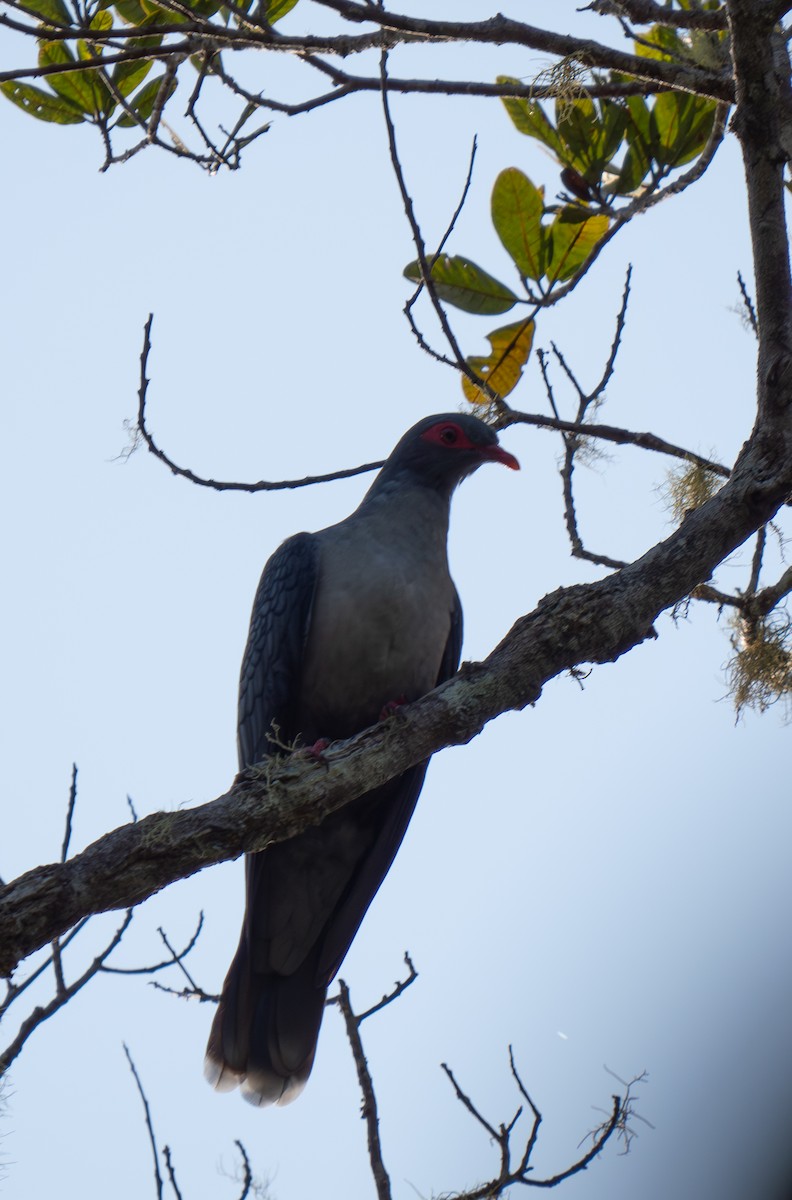 Papuan Mountain-Pigeon - ML626607556
