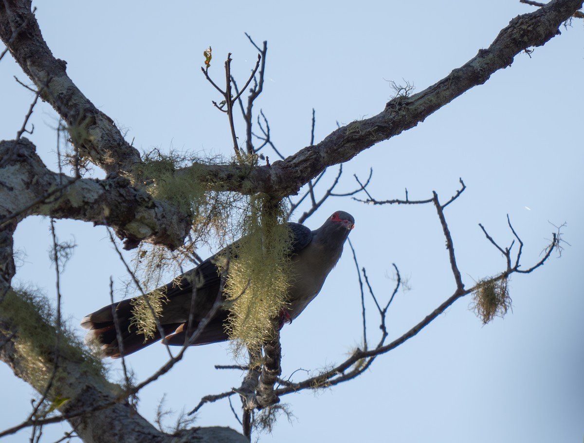 Papuan Mountain-Pigeon - ML626607557
