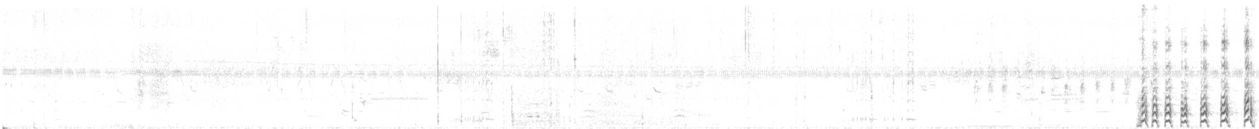 Gallinule d'Amérique - ML62660771