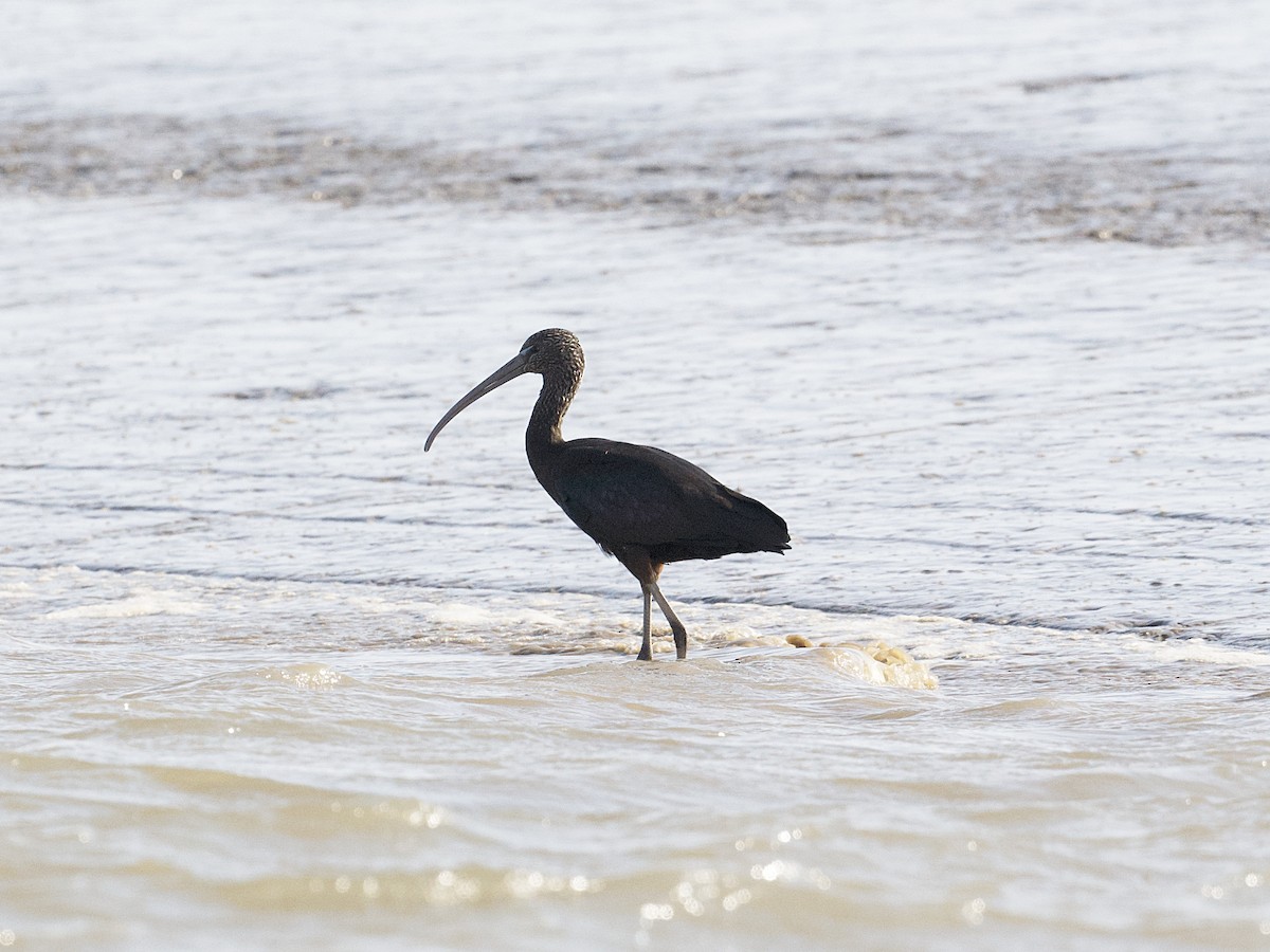 Glossy Ibis - ML626607742