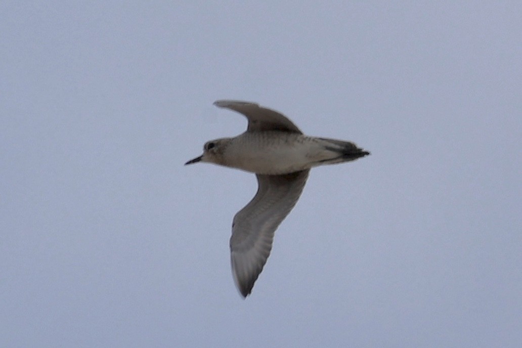 Pacific Golden-Plover - ML626607776