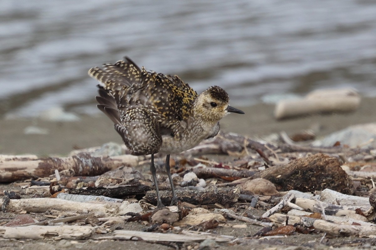 Pacific Golden-Plover - ML626607777