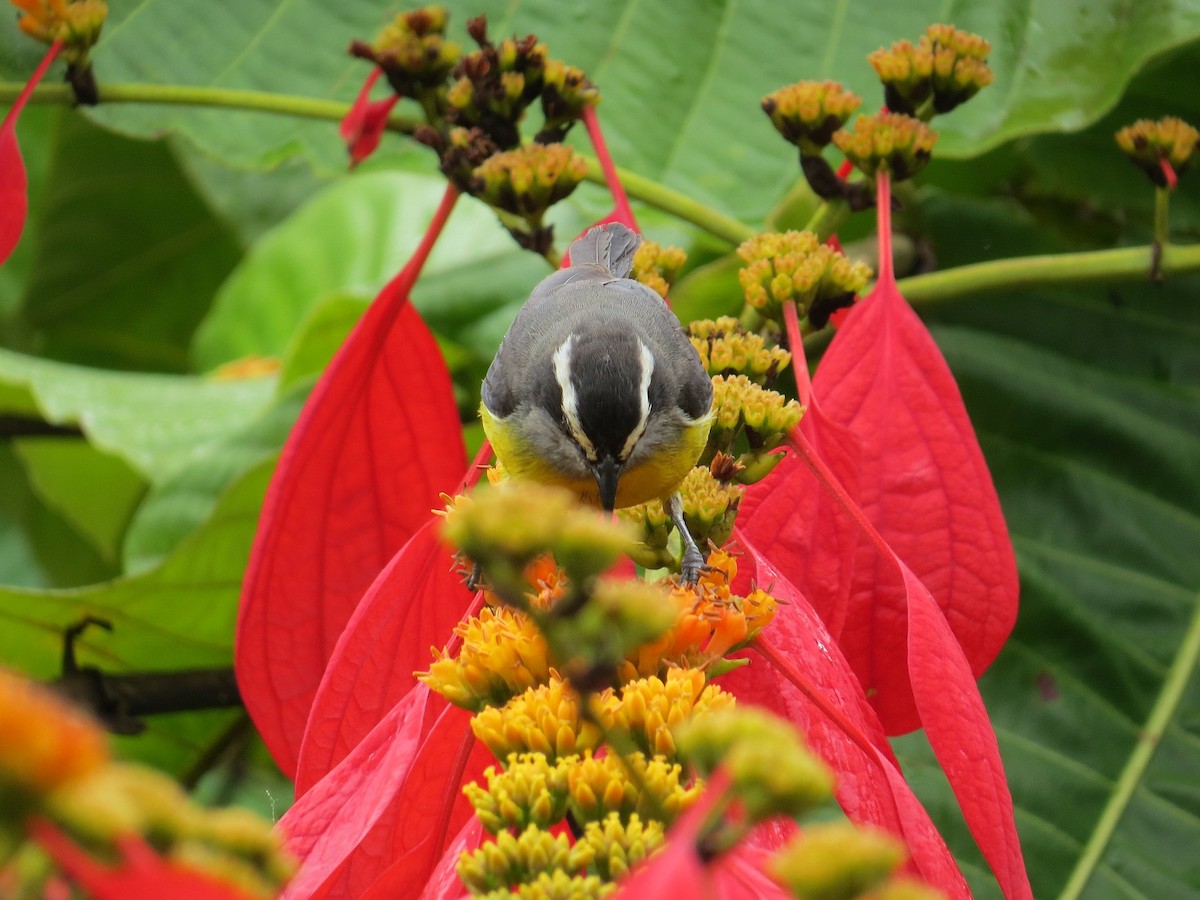 Bananaquit - ML62660781