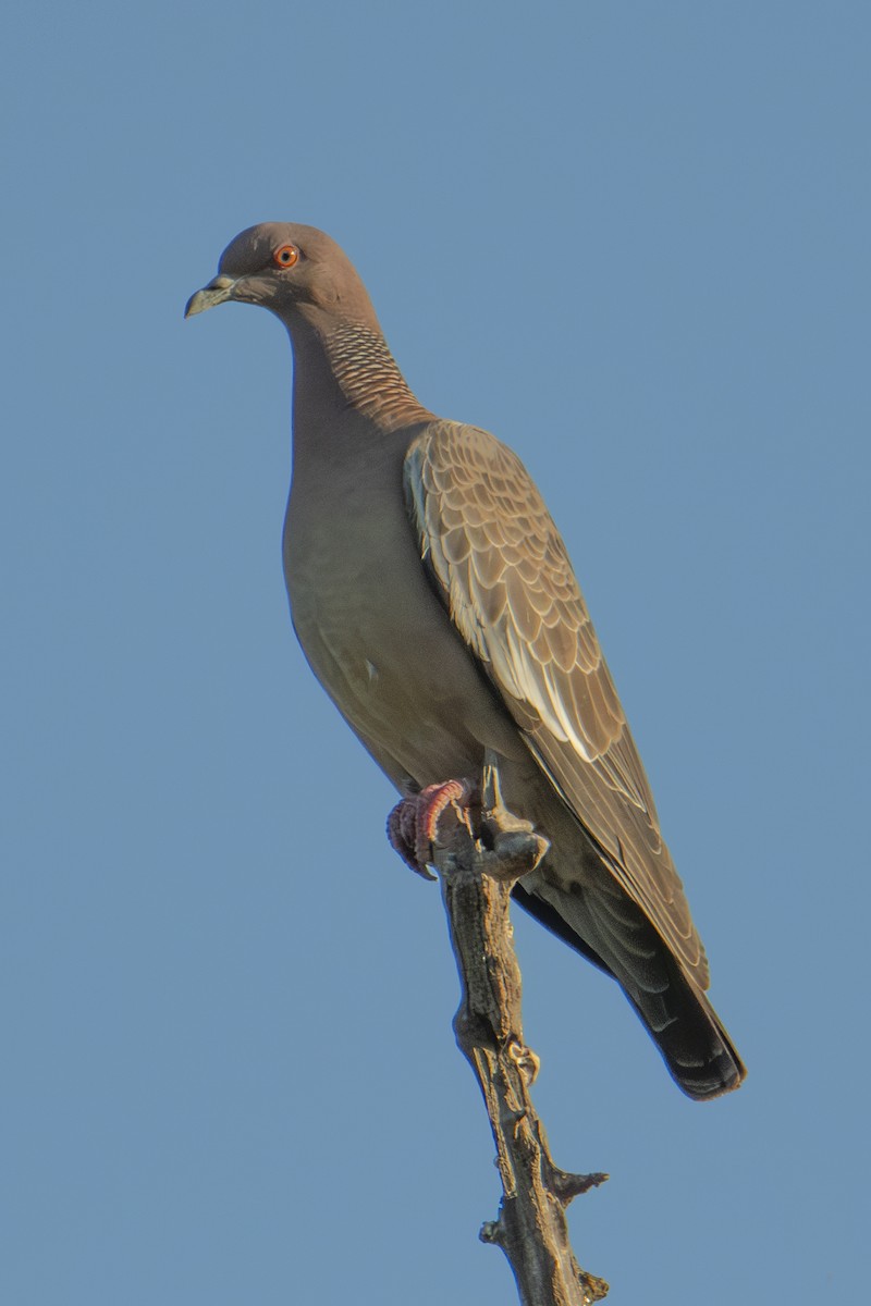 Picazuro Pigeon - ML626607878