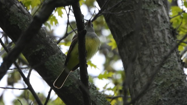 Great Crested Flycatcher - ML626607889