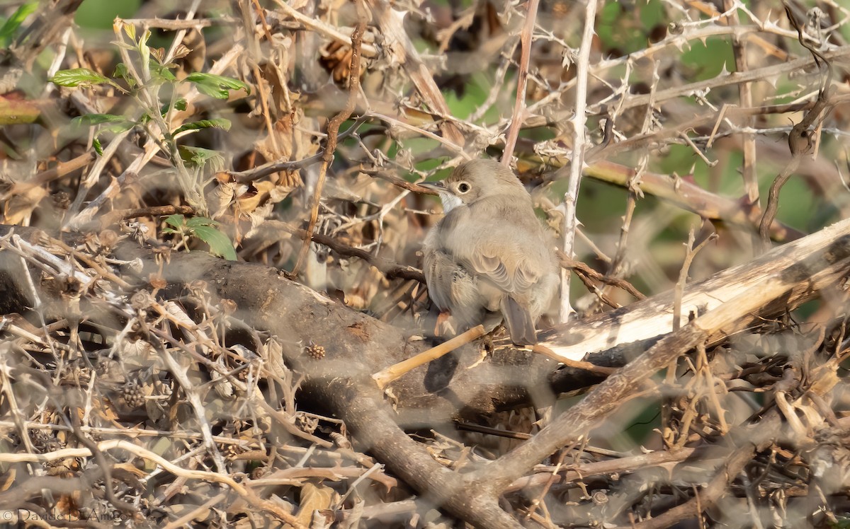 Western/Eastern Subalpine Warbler - ML626607891