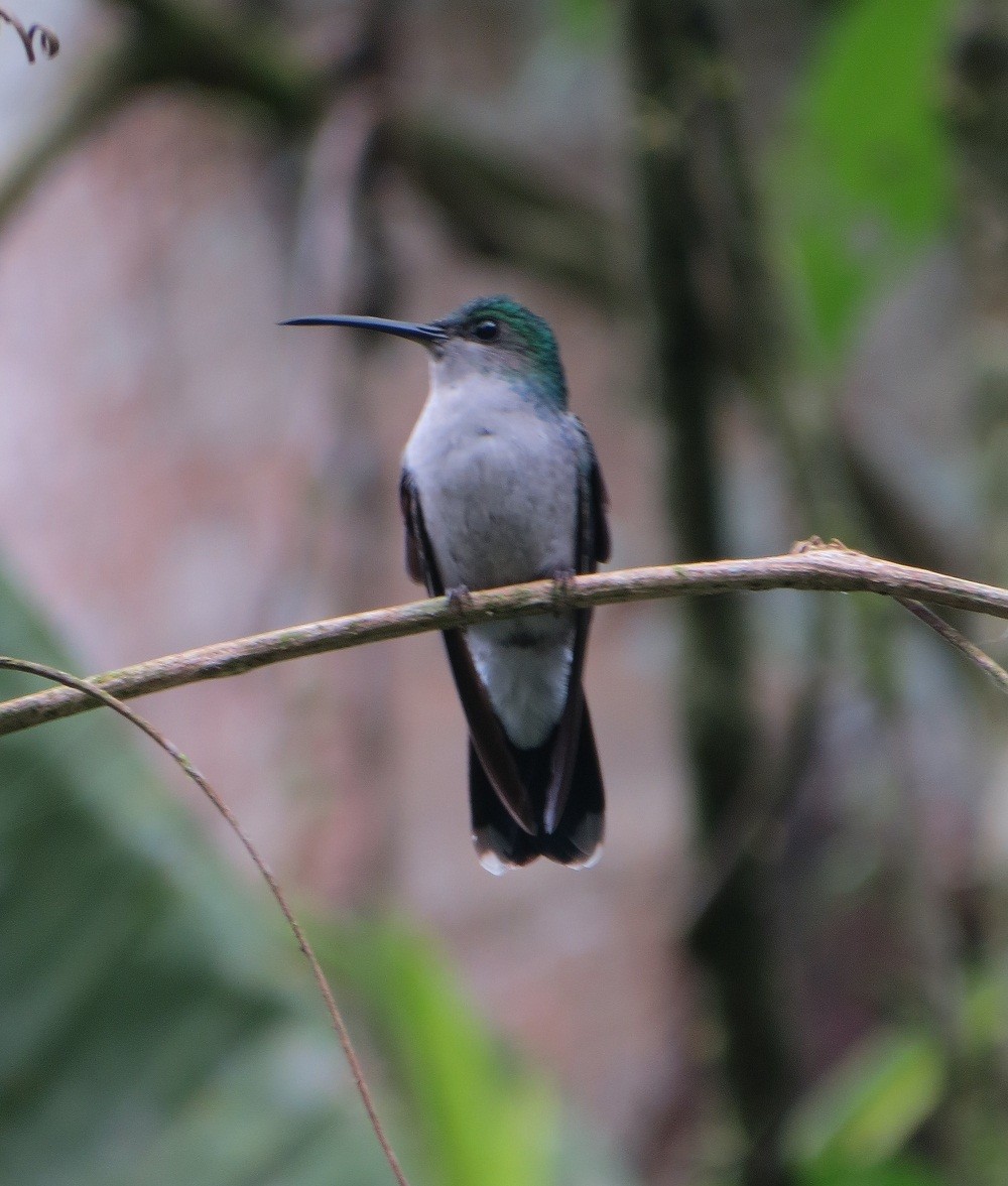 Blauschwanz-Buffonkolibri - ML62660791