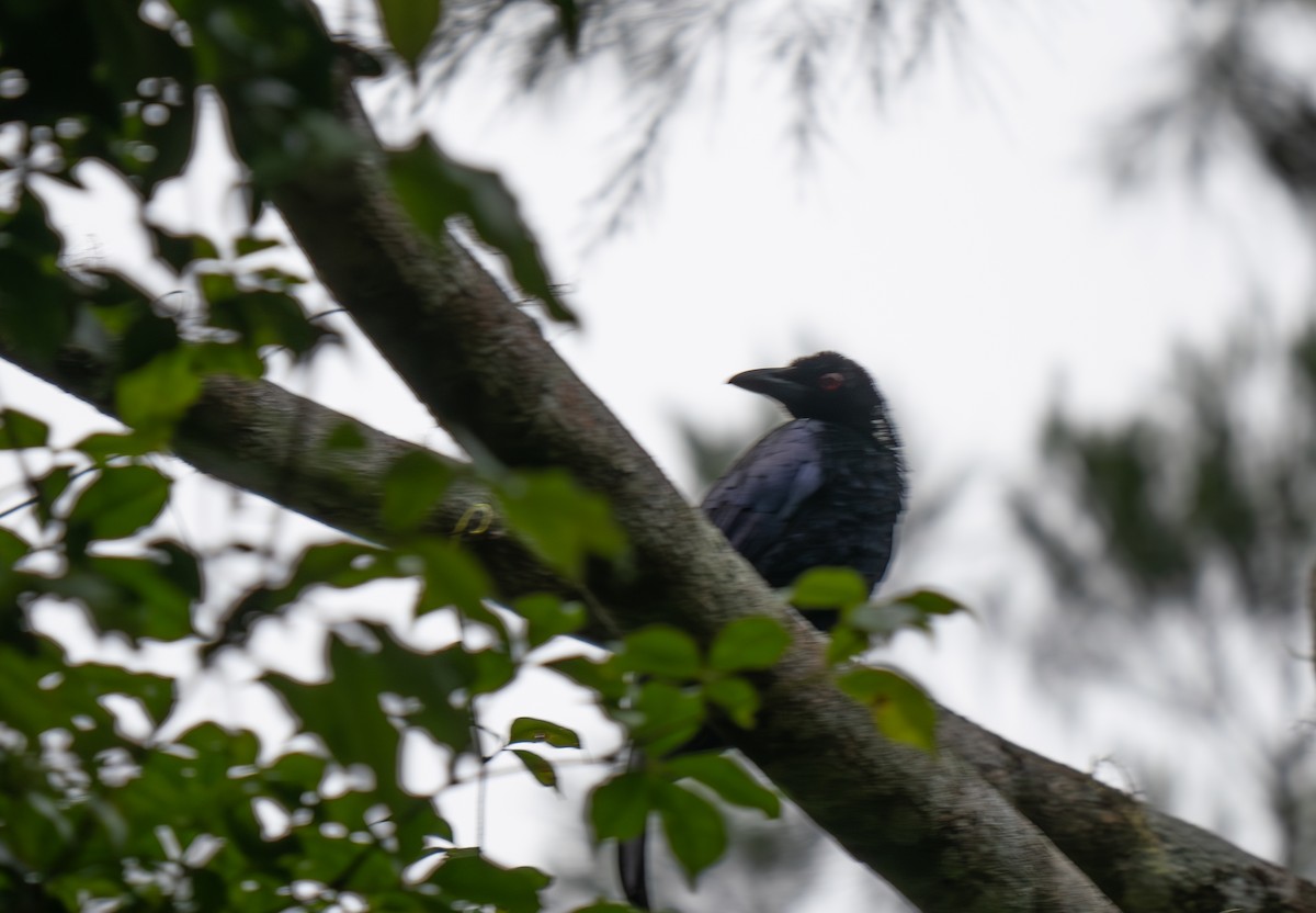 Crinkle-collared Manucode - ML626607995