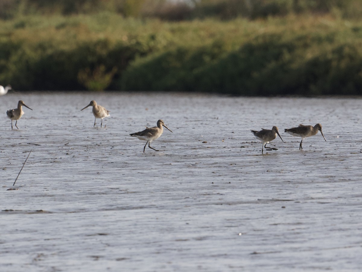 Black-tailed Godwit - ML626608002