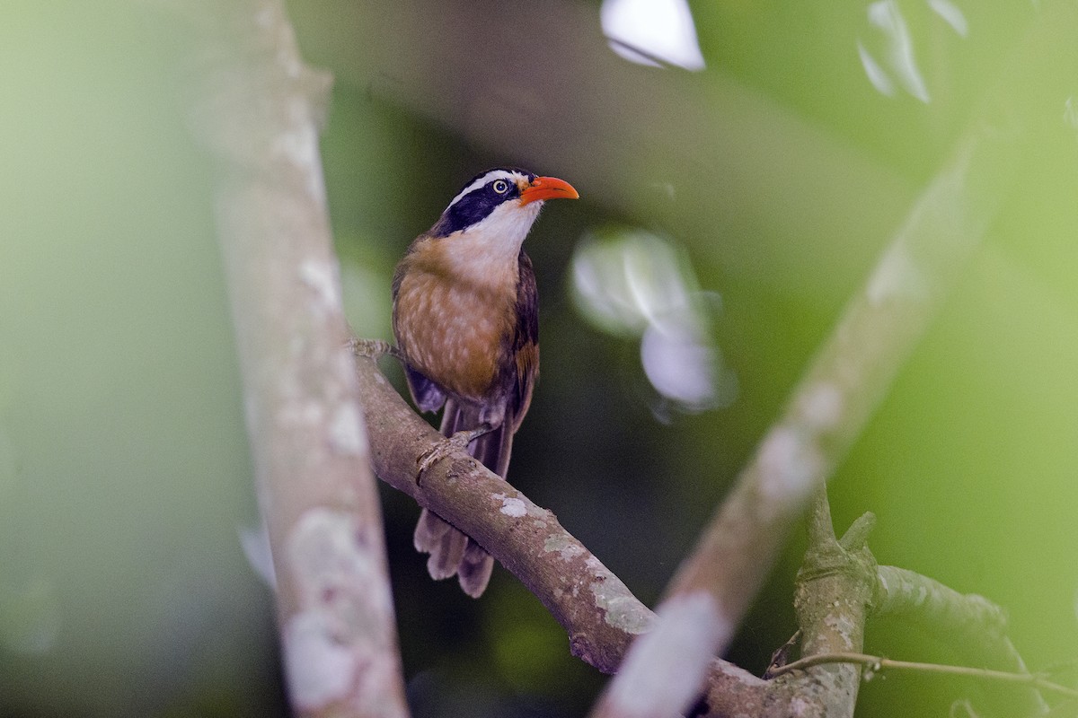 Brown-crowned Scimitar-Babbler - ML626608036