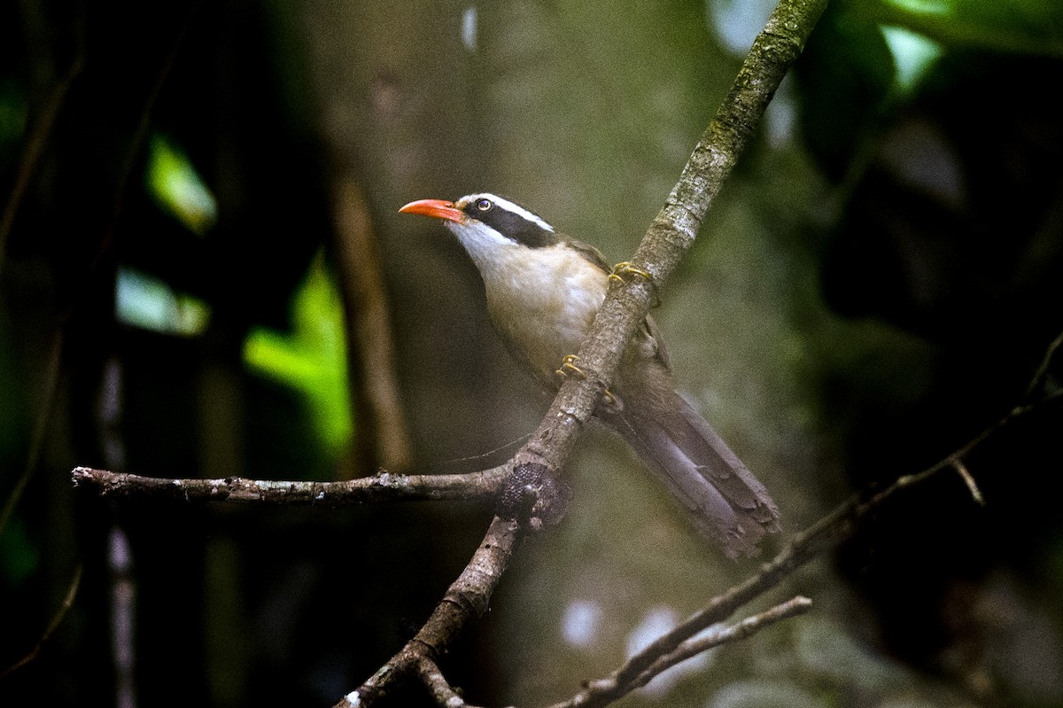 Brown-crowned Scimitar-Babbler - ML626608080