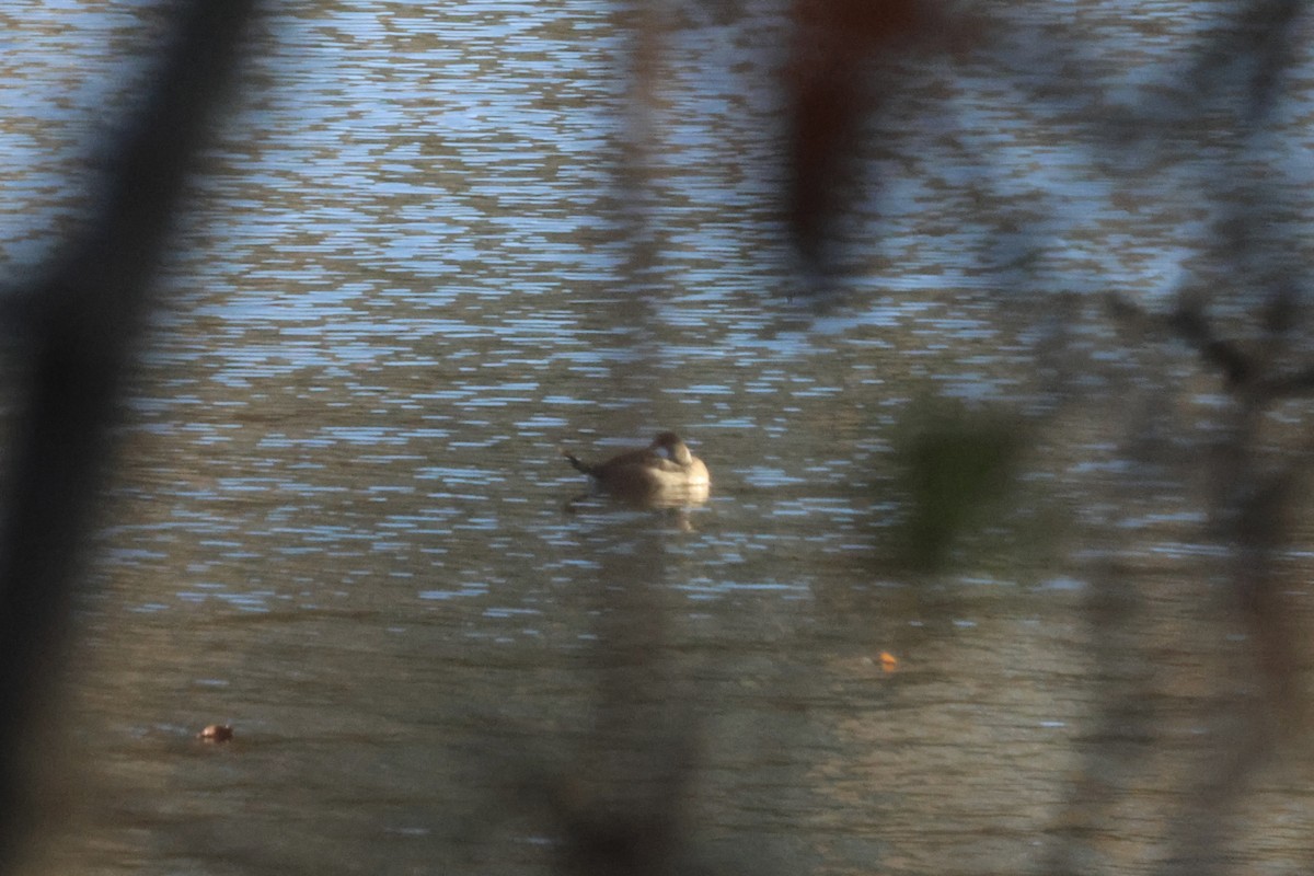 Ruddy Duck - ML626608136