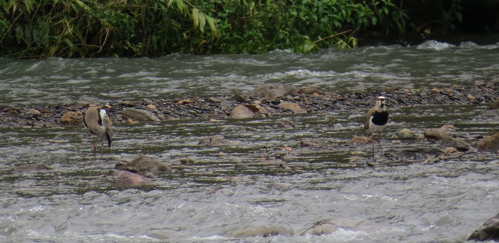 Southern Lapwing - ML62660821