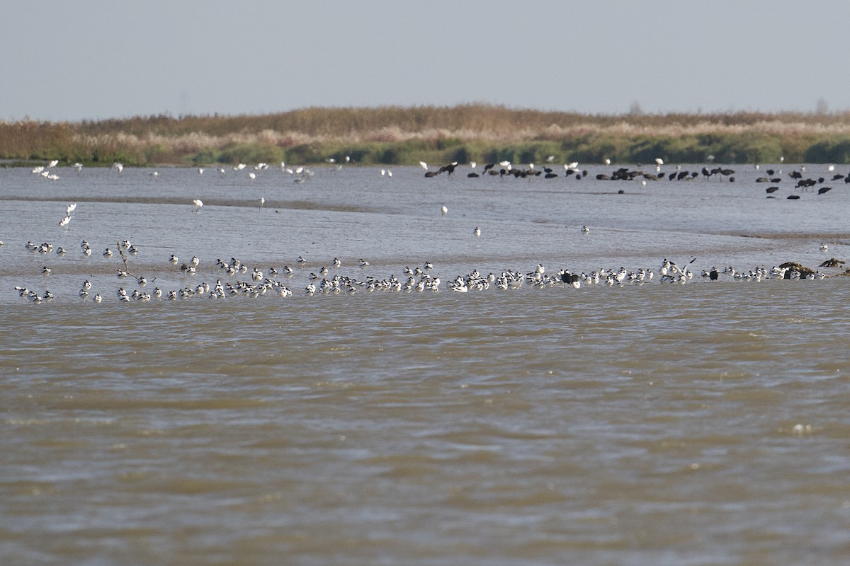 Pied Avocet - ML626608293