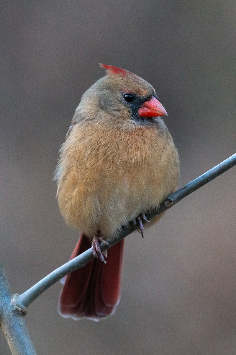 Cardenal Norteño - ML626608318