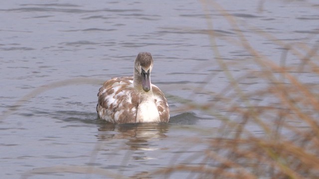 Mute Swan - ML626608445