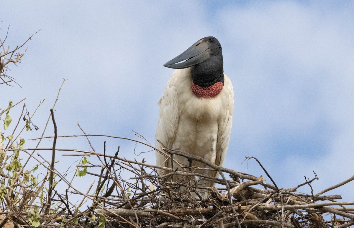 Jabiru - ML626608458