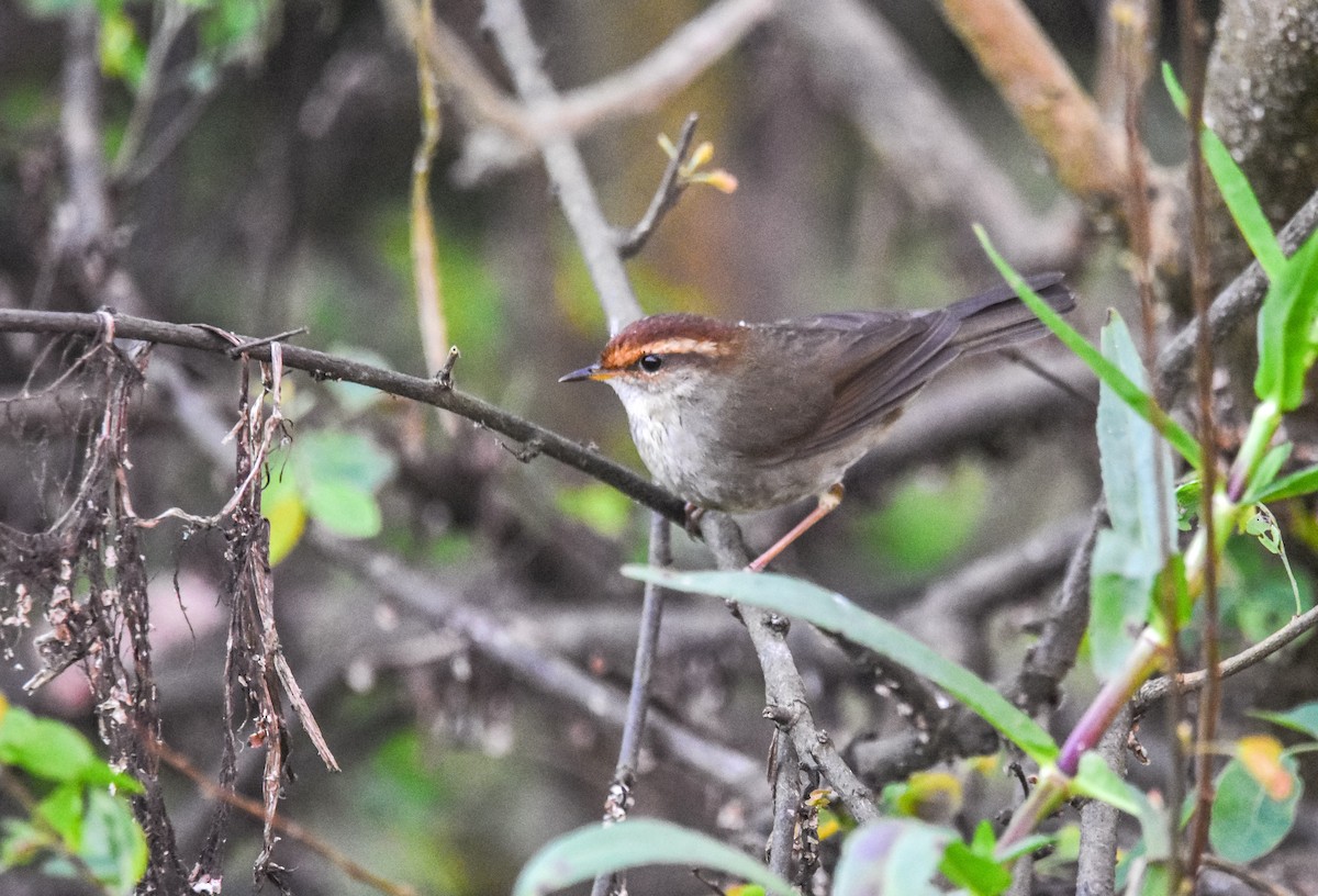 Chestnut-crowned Bush Warbler - ML626608505