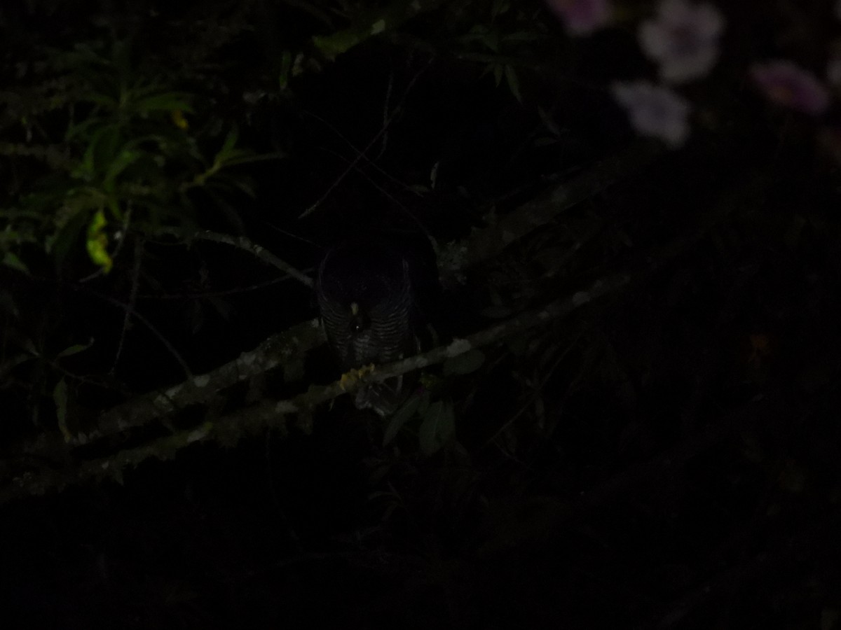 Black-banded Owl (San Isidro) - ML626608597