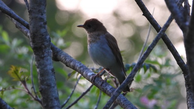 Veery - ML626608666