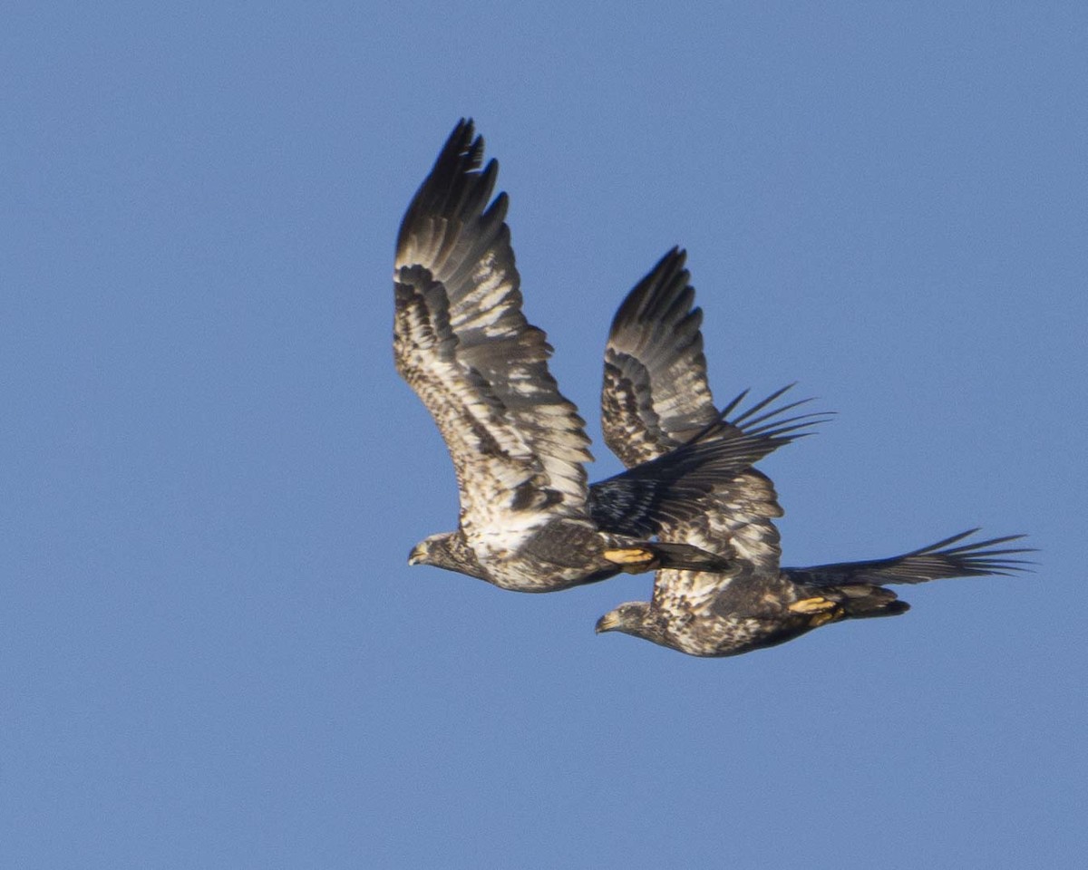Bald Eagle - ML626608731