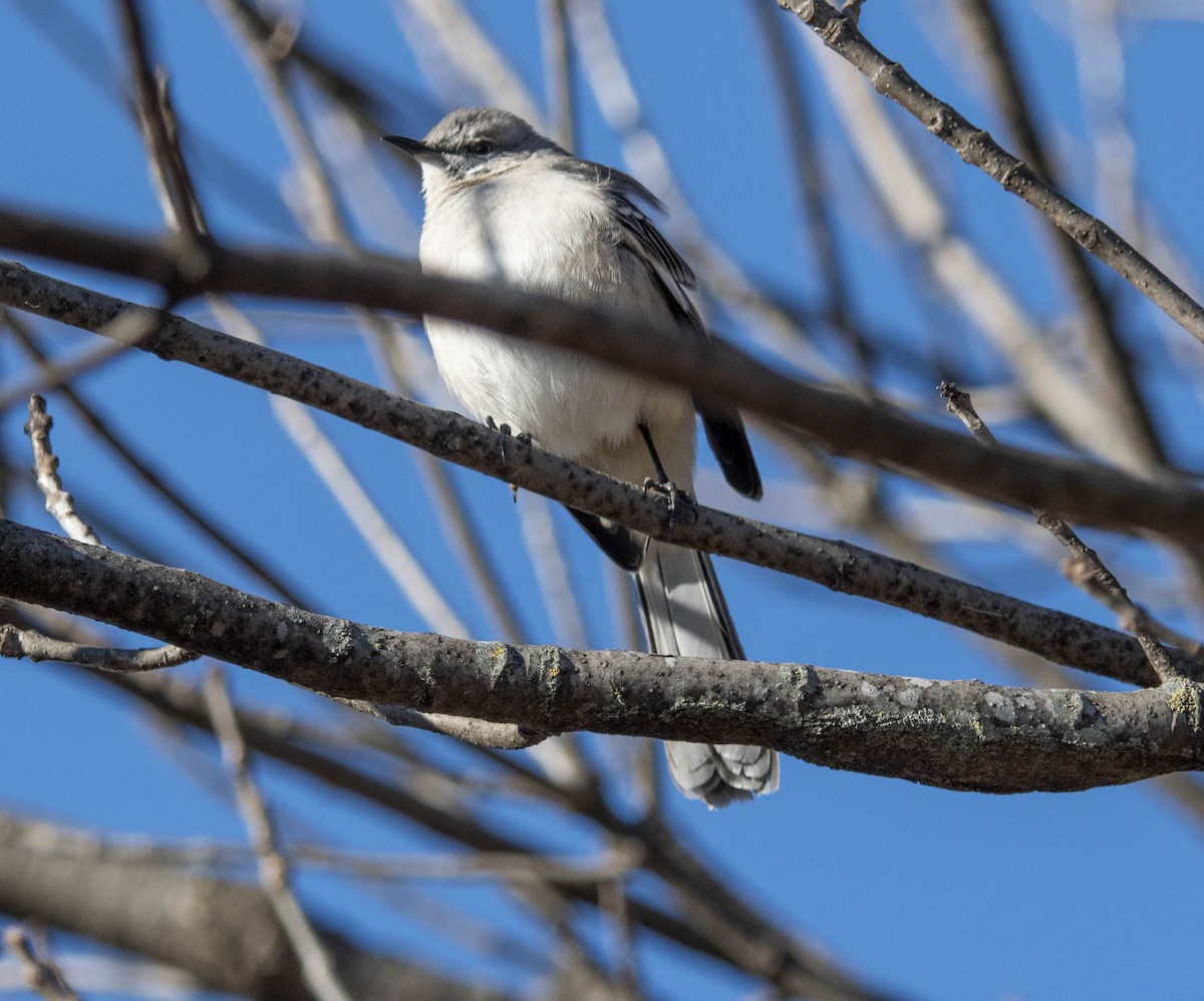 Northern Mockingbird - ML626608762