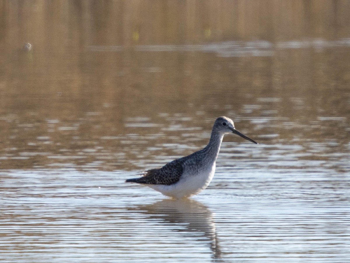 Greater Yellowlegs - ML626608798