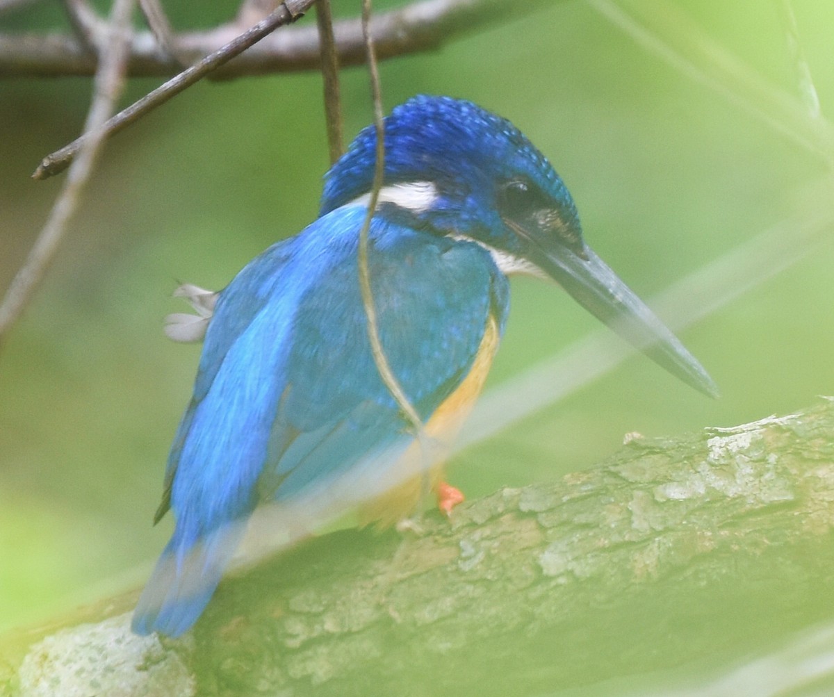 Half-collared Kingfisher - ML626608857