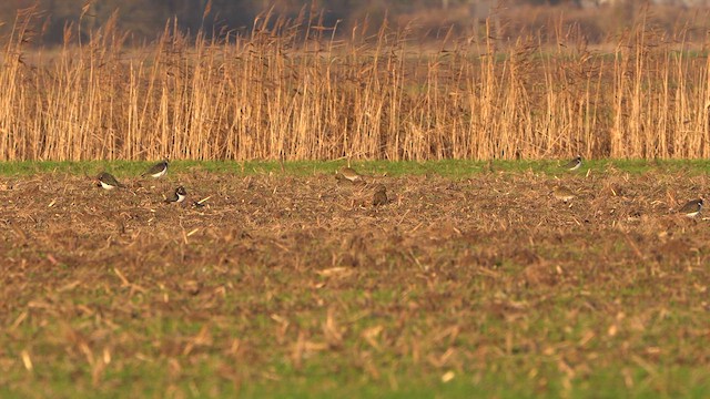 European Golden-Plover - ML626608904