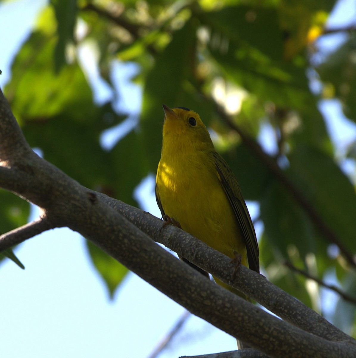 Wilson's Warbler - ML626609036