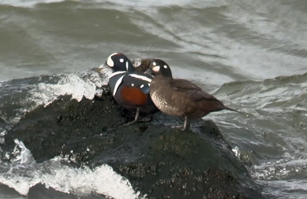 Harlequin Duck - ML626609227