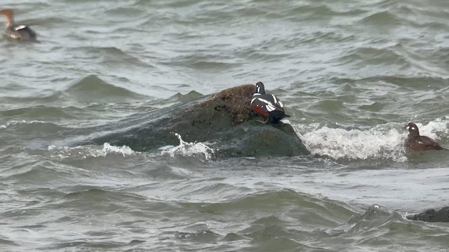 Harlequin Duck - ML626609228