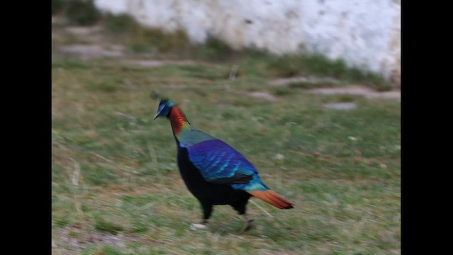 Himalayan Monal - ML626609230