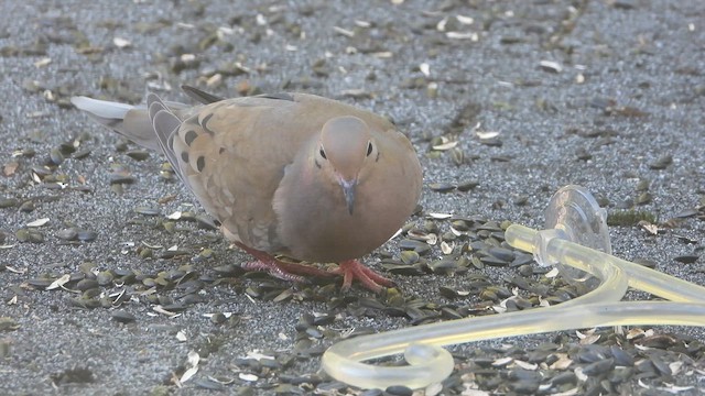 Mourning Dove - ML626609250