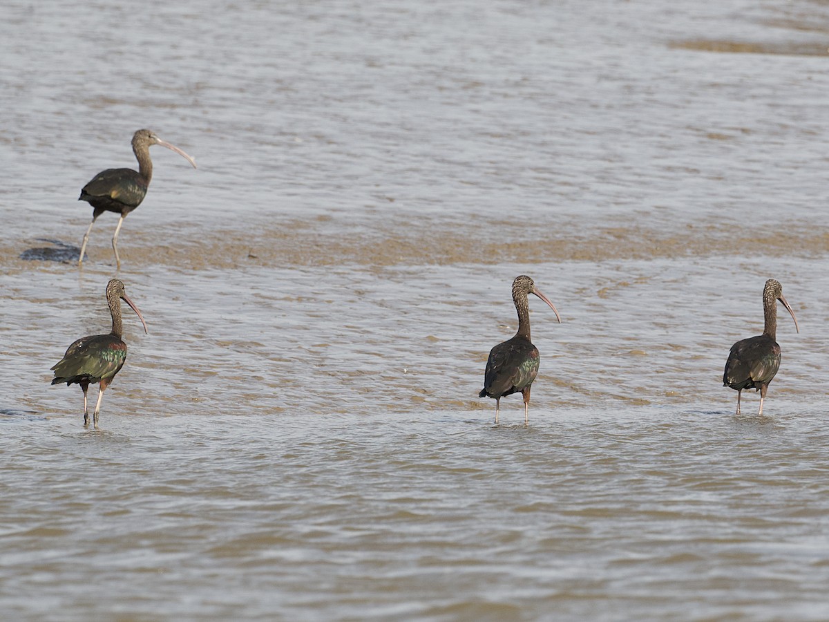 Glossy Ibis - ML626609323