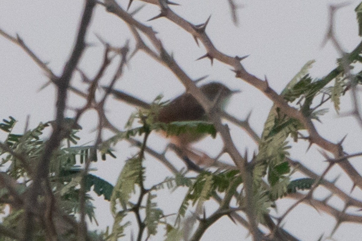 Graceful Prinia - ML626609340