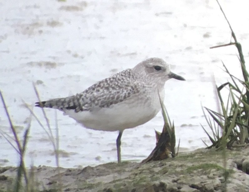 Black-bellied Plover - ML626609364