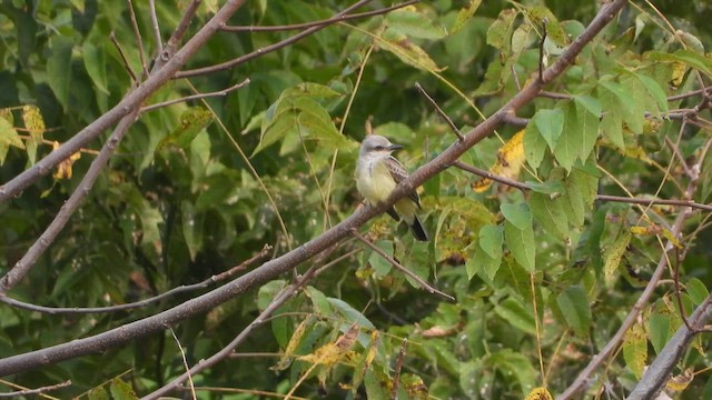 Western Kingbird - ML626609425