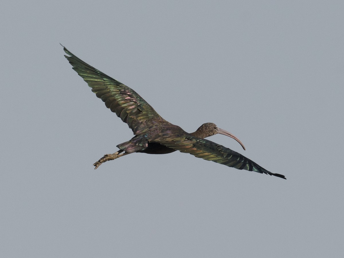 Glossy Ibis - ML626609474