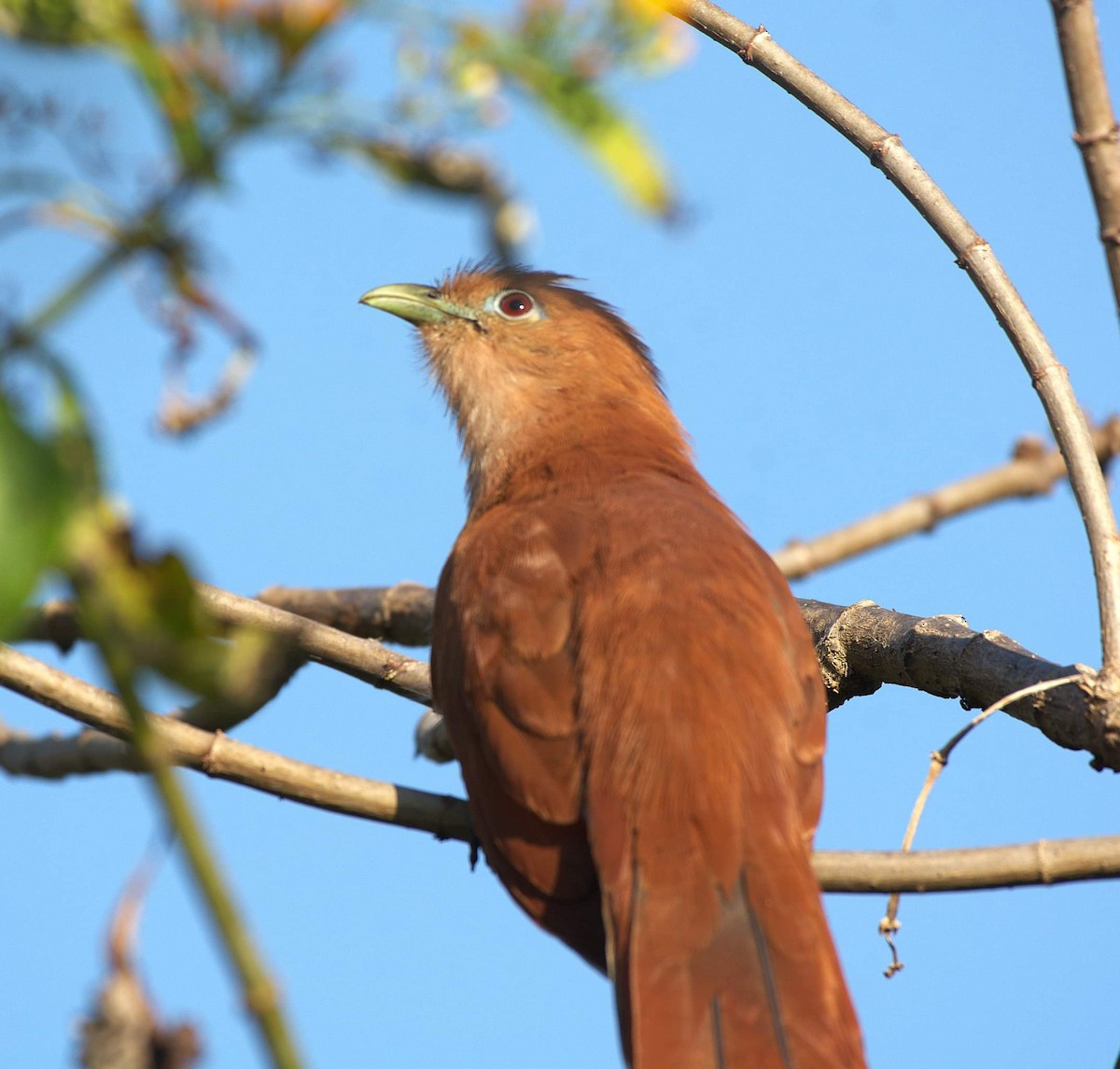 Squirrel Cuckoo - ML626609511