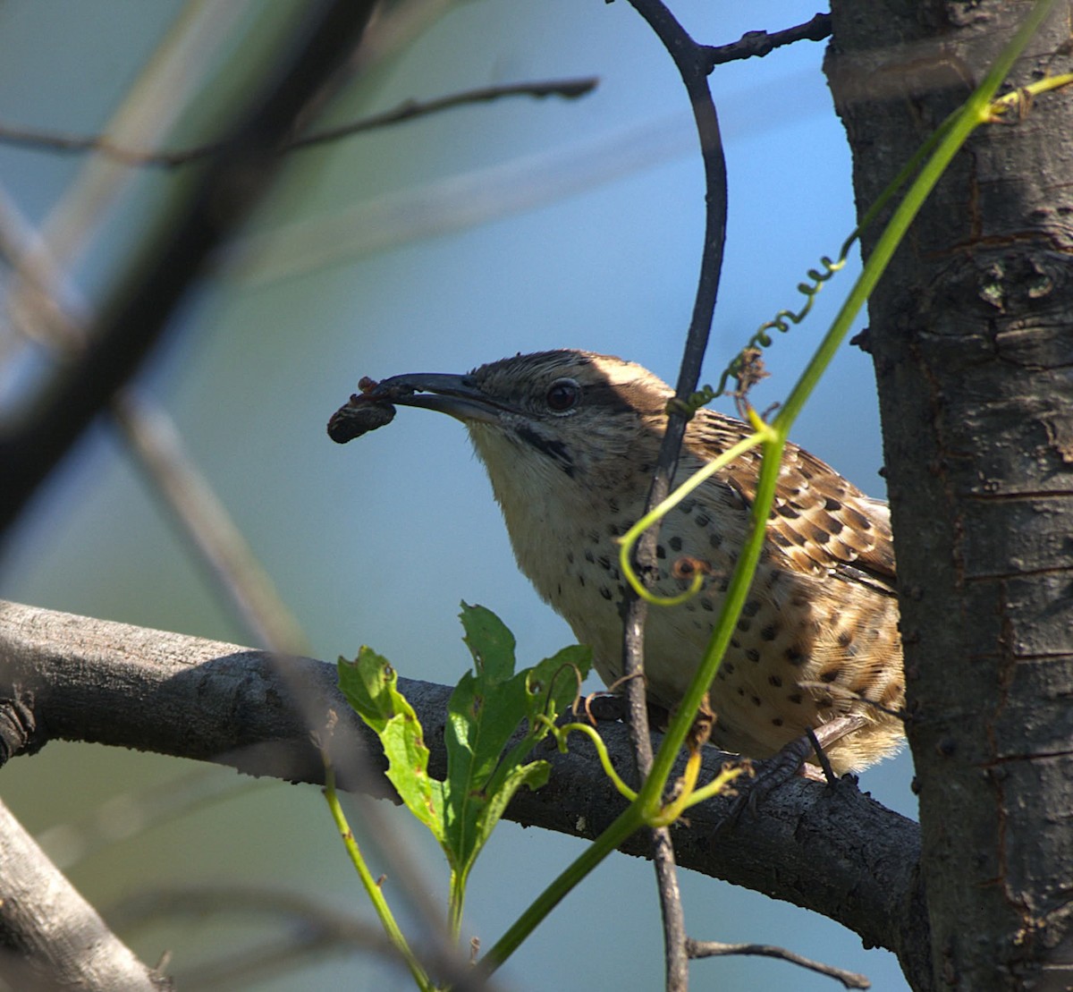 Spotted Wren - ML626609541